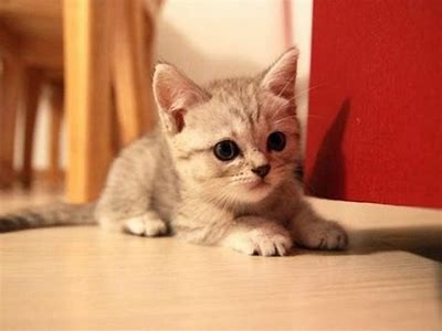 麻豆传媒小奶猫：探索萌宠视频的无限魅力