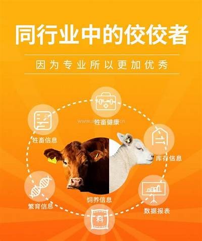 国产苹果：麻豆传媒全新剧集，带你领略不一样的青春故事