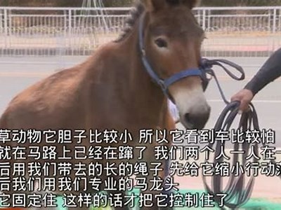 麻豆传媒视频全集免费下载及观看指南